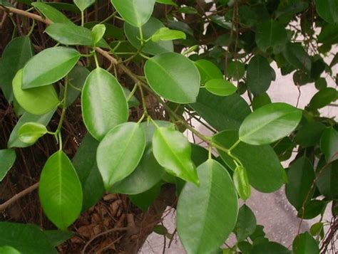 怎麼避邪|避邪植物能去晦氣？3植物有效防卡陰，簡單3步驟教你。